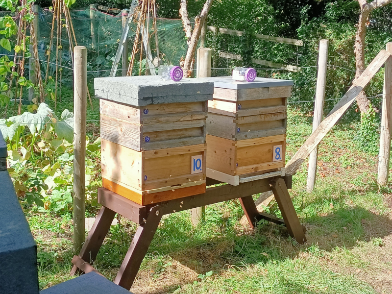 scaled beehive images