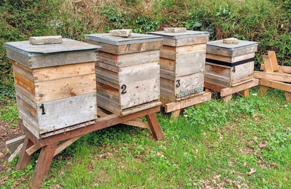 picture of 4 hives in a row
