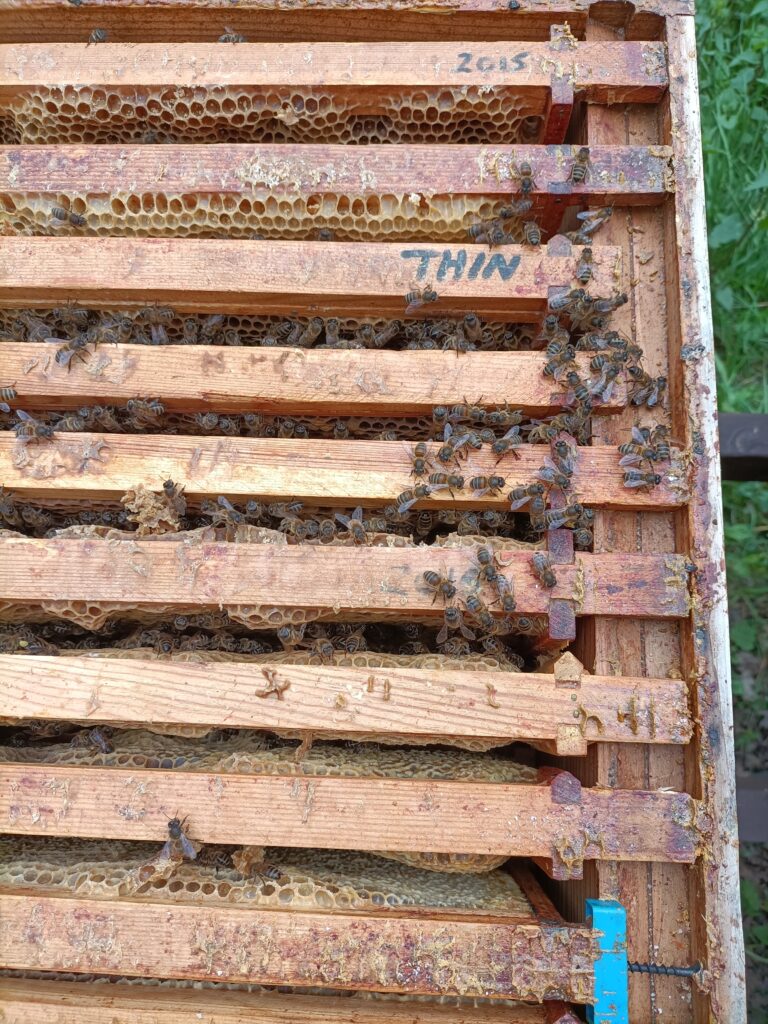 the inside of a hive